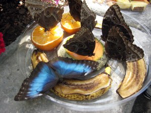 A blue morpho feeding on fruit at Butterflies LIVE!