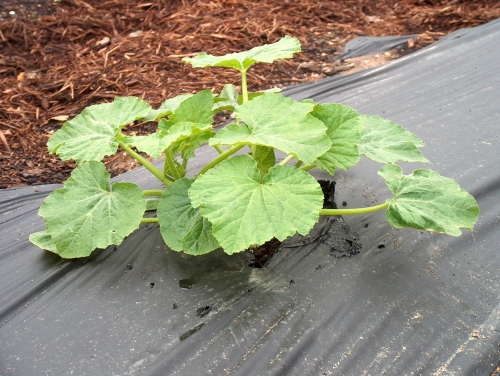 Look how the squash seeds have grown!
