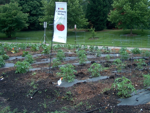 Rows and rows of tomatoes!