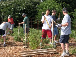 Volunteers put in stakes to help support tomatoes